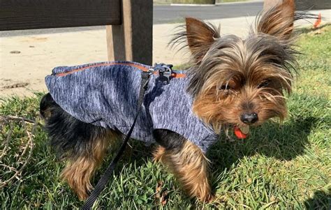 harness for a teacup yorkie